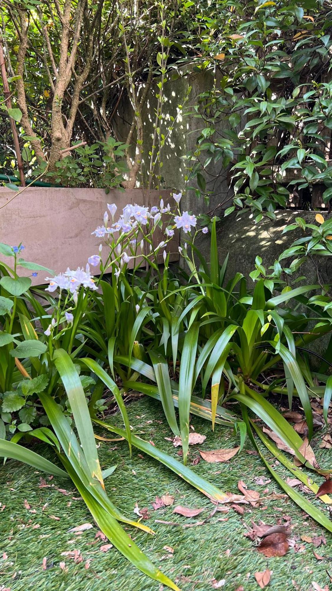 Apartment Garden